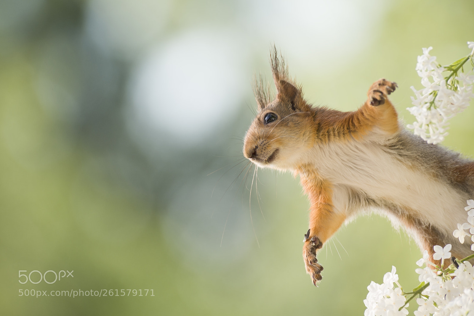 Nikon D810 sample photo. Red squirrel is jumping photography