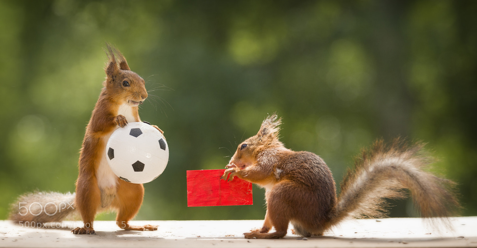 Nikon D810 sample photo. Red squirrels are holding photography