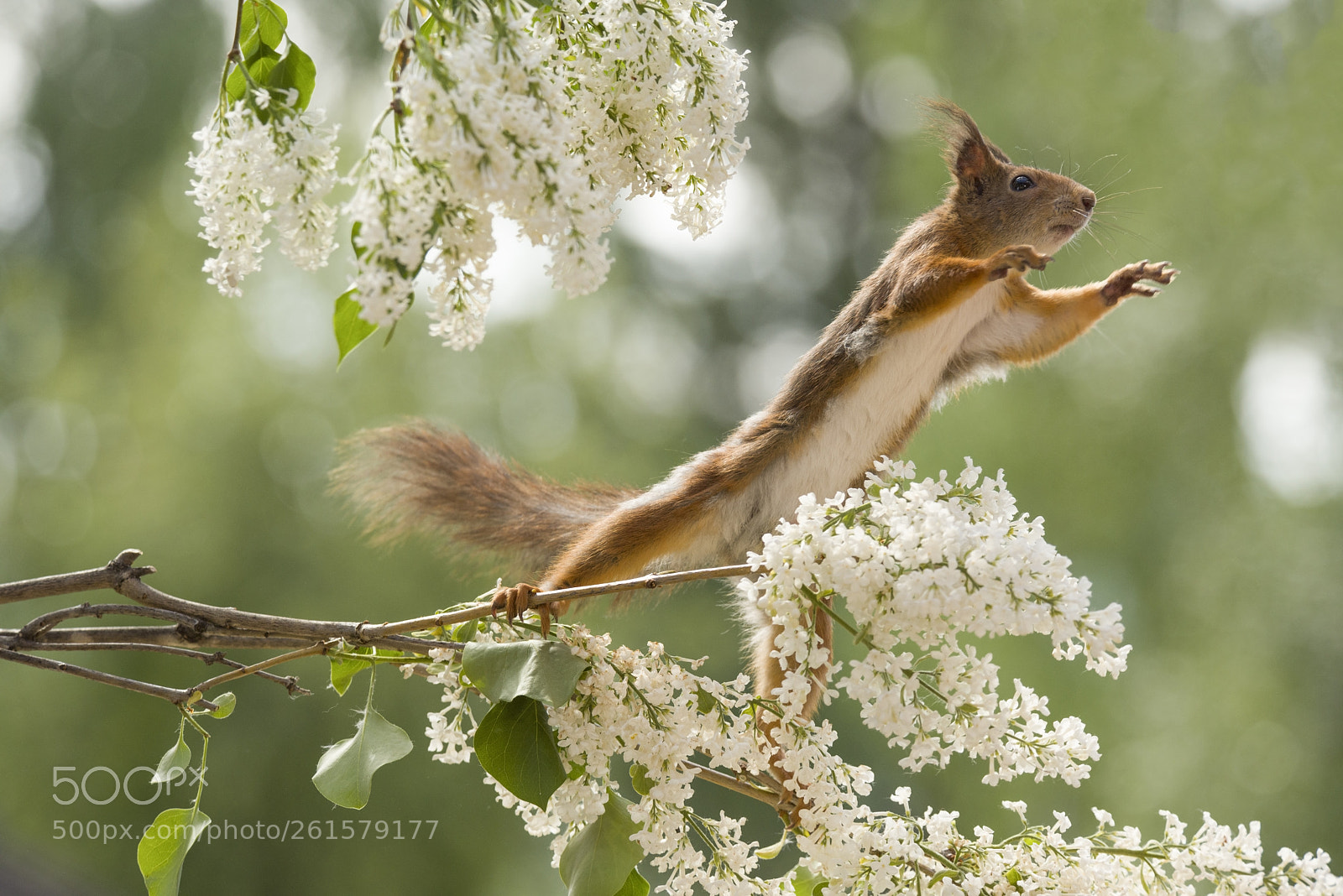 Nikon D810 sample photo. Red squirrel is reaching photography