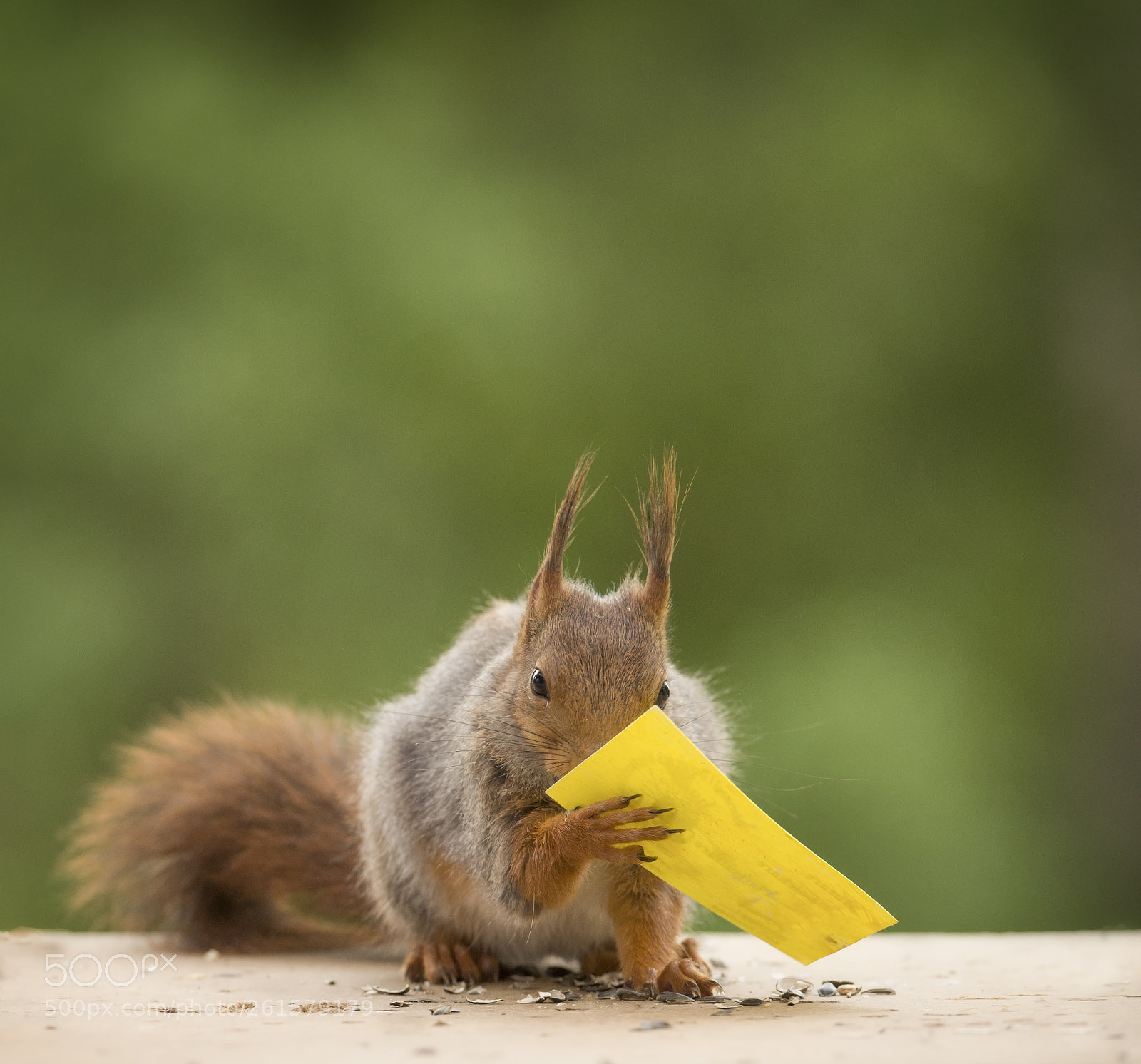 Nikon D810 sample photo. Red squirrel is holding photography
