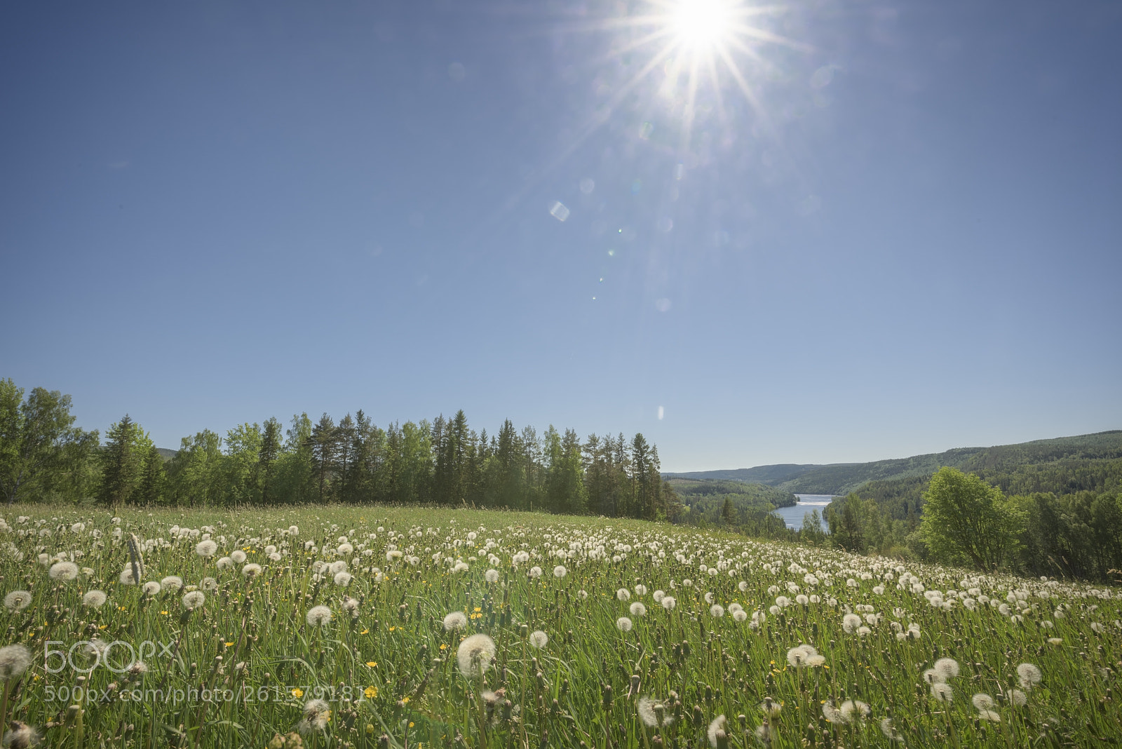 Nikon D810 sample photo. River, dandelion and trees photography