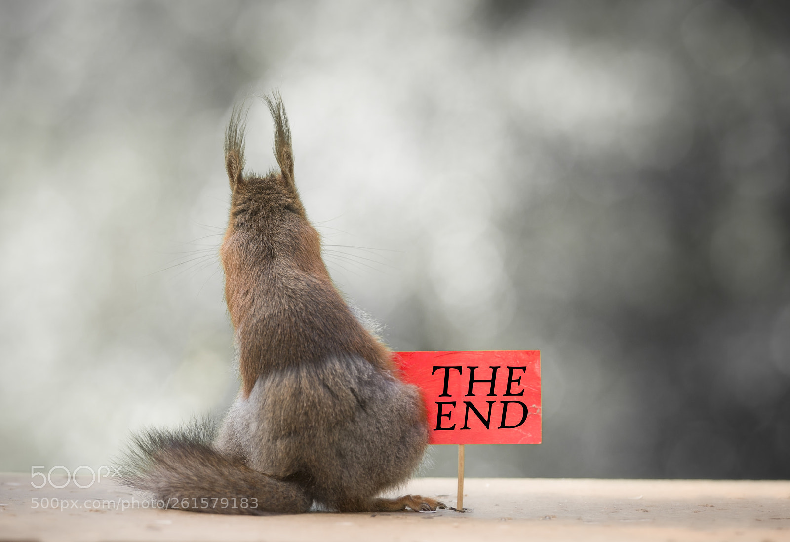 Nikon D810 sample photo. Red squirrels with a photography