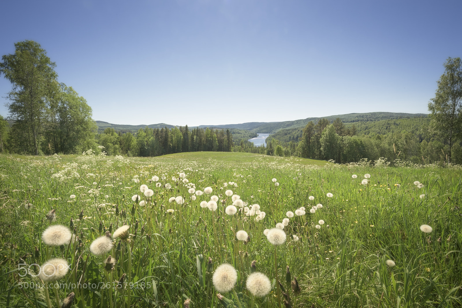 Nikon D810 sample photo. River, dandelion and trees photography