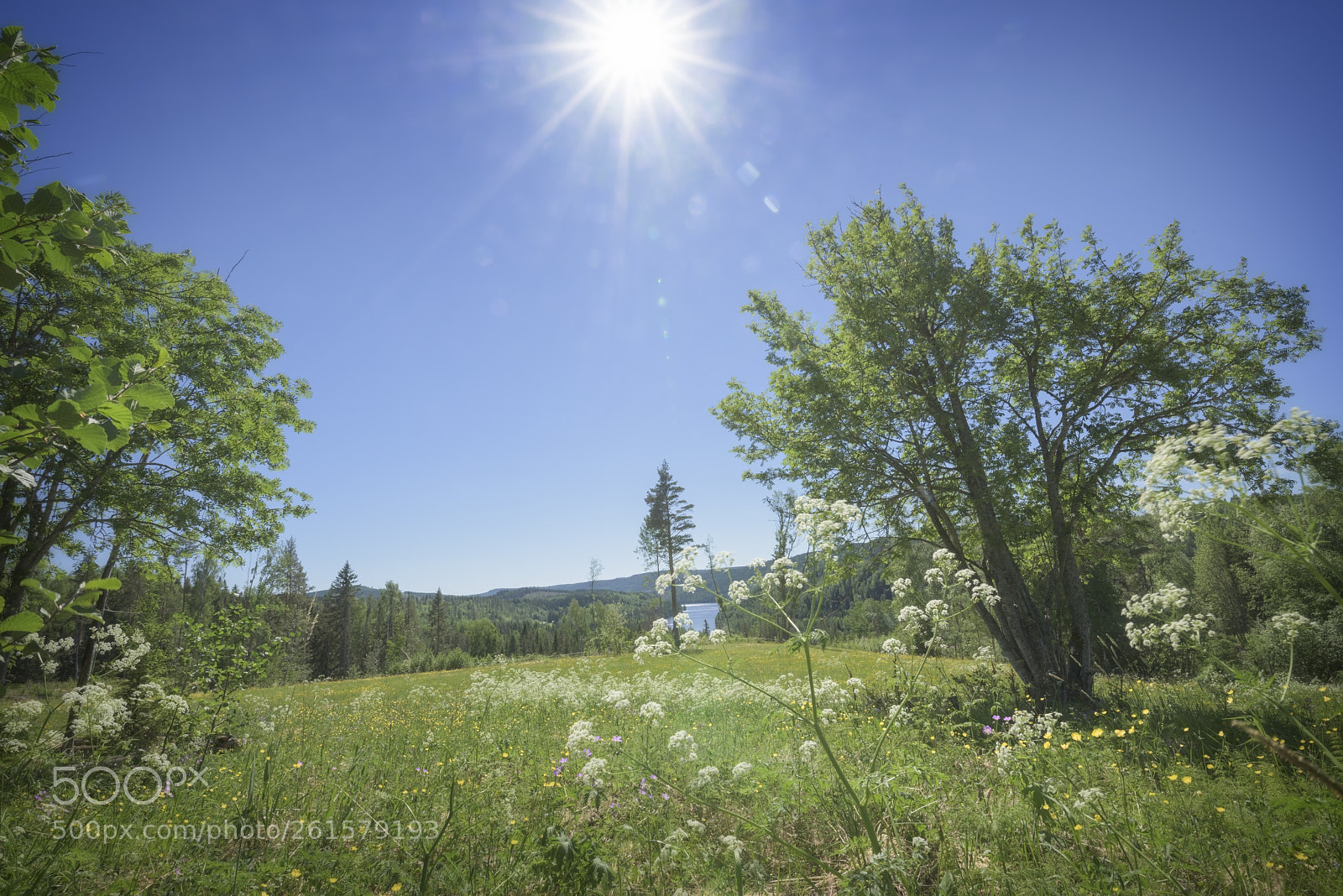 Nikon D810 sample photo. River, field and trees photography