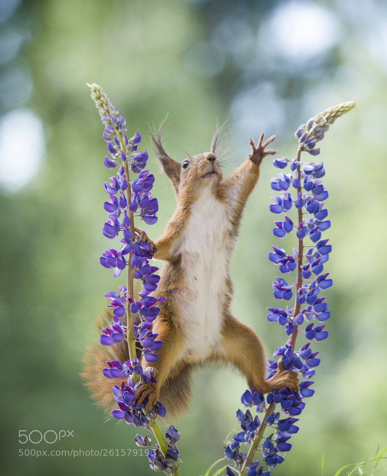 Nikon D810 sample photo. Red squirrel reaching between photography