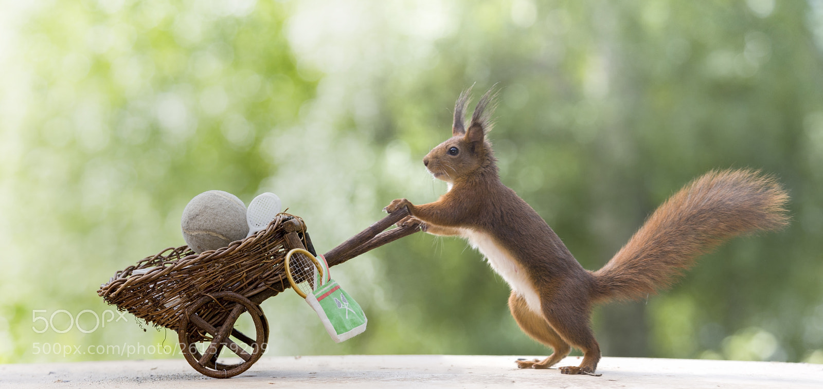 Nikon D810 sample photo. Red squirrel with a photography