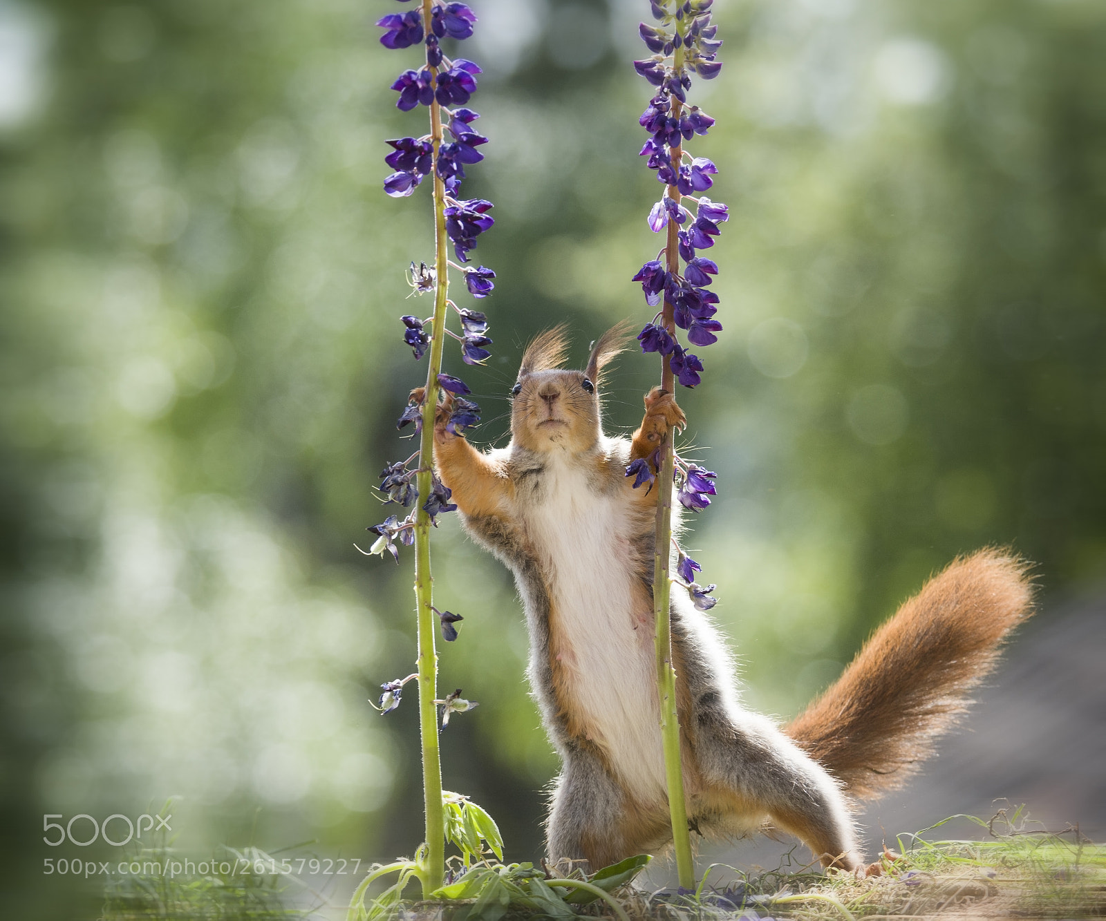 Nikon D810 sample photo. Red squirrel is holding photography