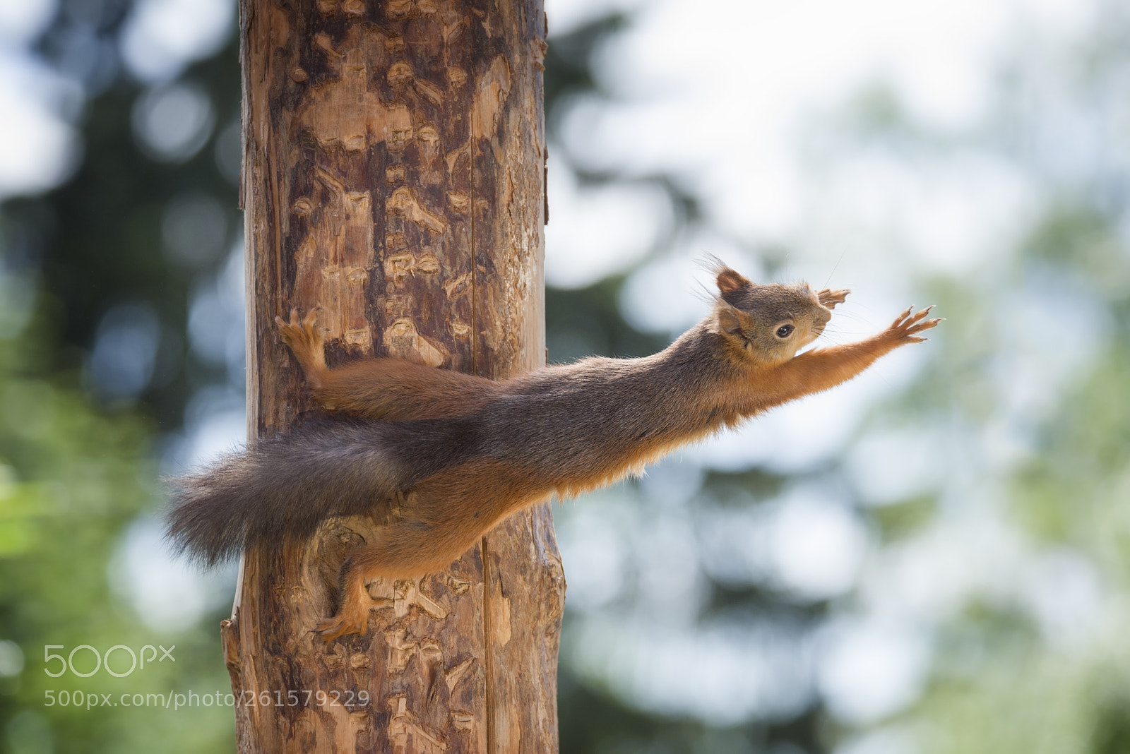 Nikon D810 sample photo. Red squirrel is reaching photography