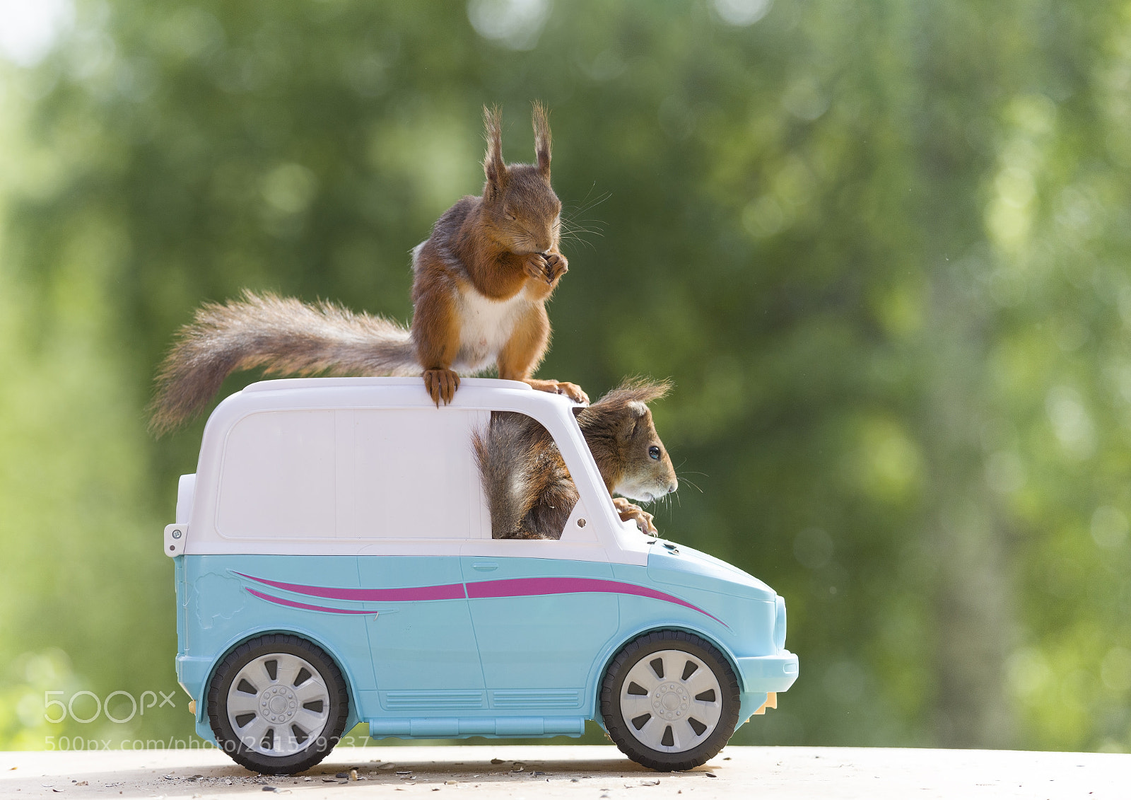 Nikon D810 sample photo. Red squirrels are riding photography