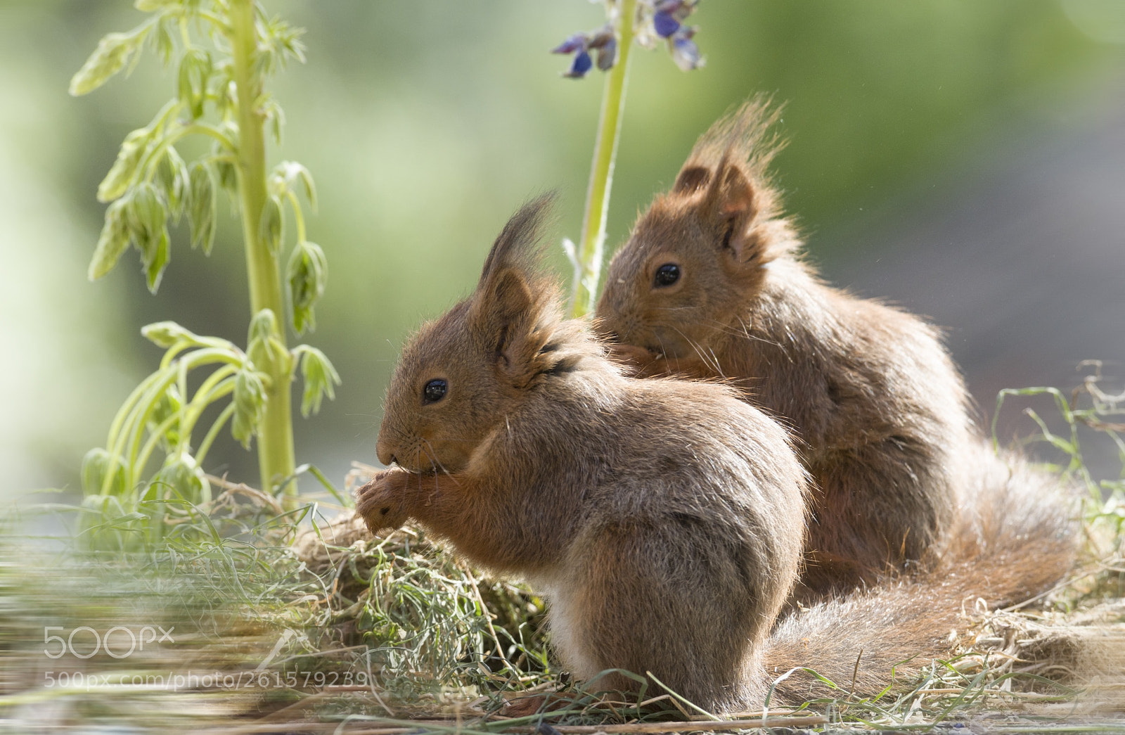 Nikon D810 sample photo. Young red squirrels in photography