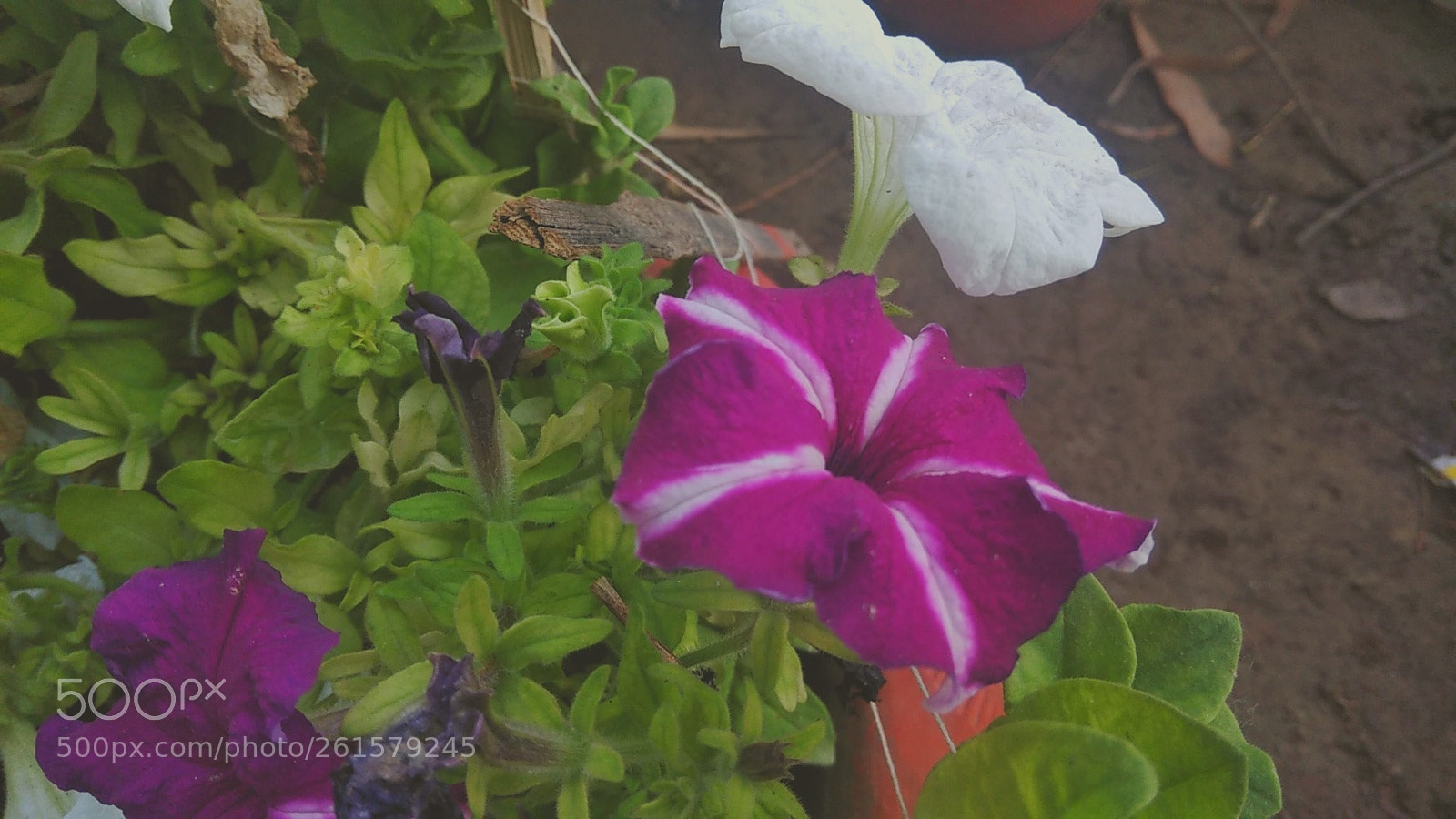Xiaomi Redmi Note 4 sample photo. Untitled photography