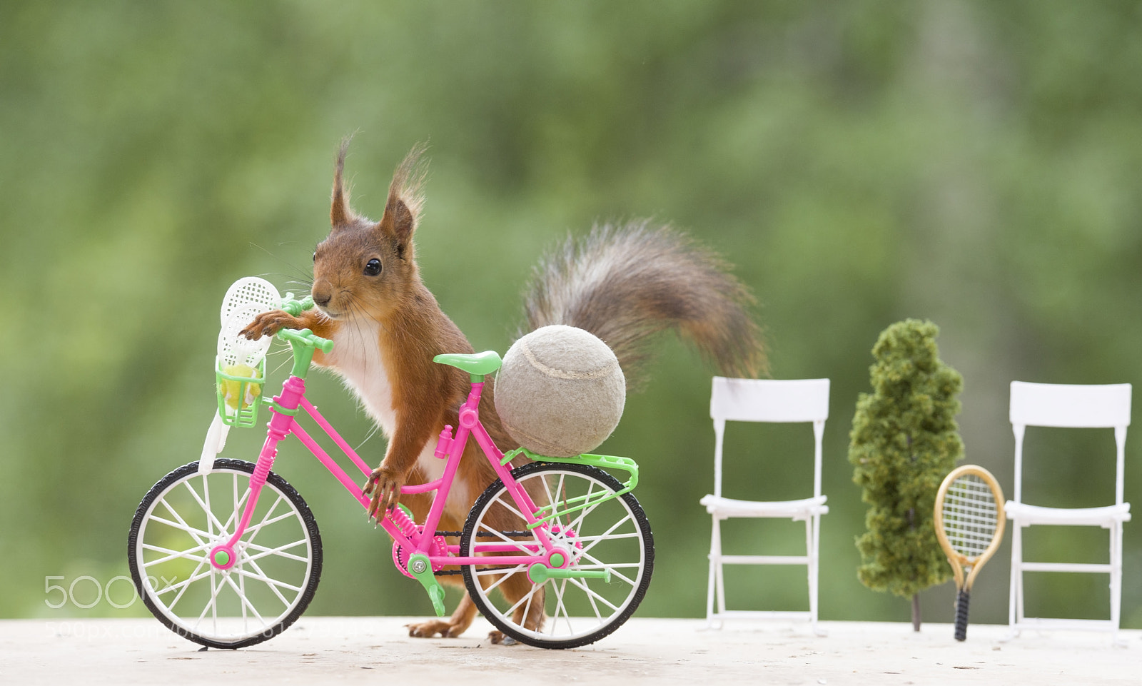 Nikon D810 sample photo. Red squirrel with an photography