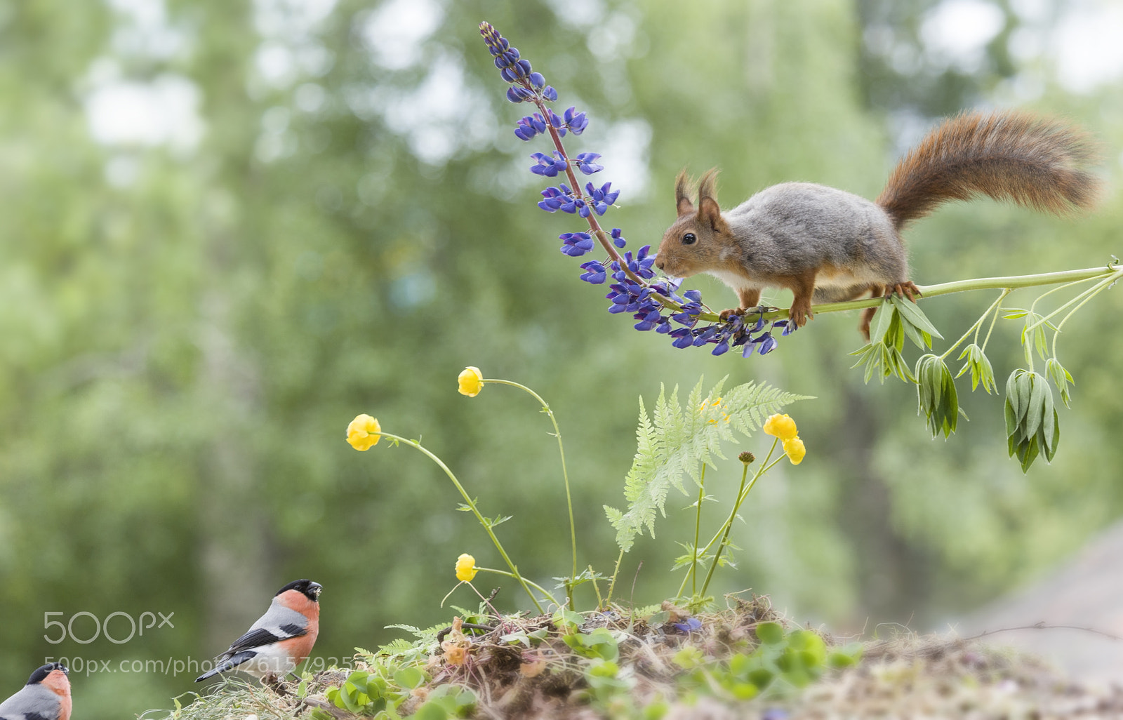 Nikon D810 sample photo. Red squirrel on a photography