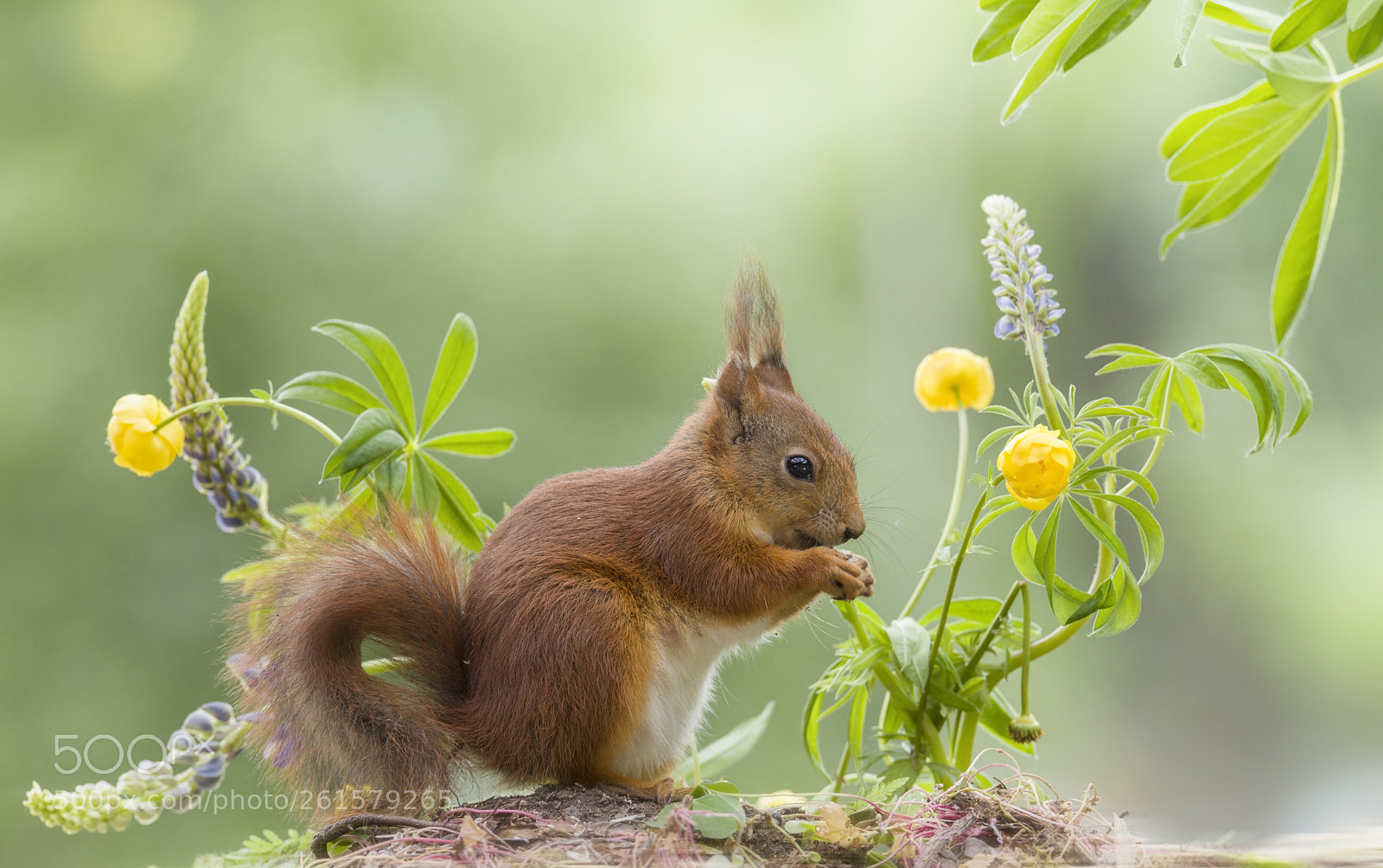 Nikon D810 sample photo. Red squirrel in front photography
