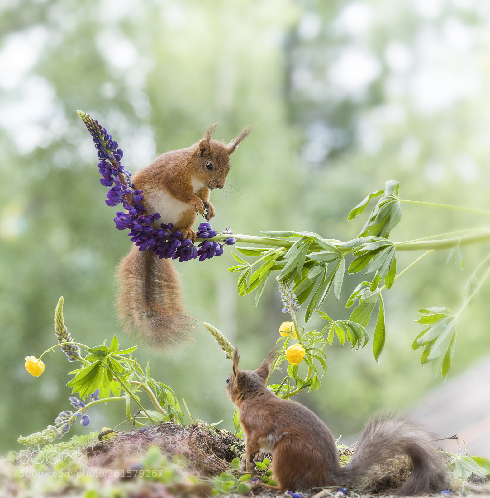 Nikon D810 sample photo. Two red squirrels are photography