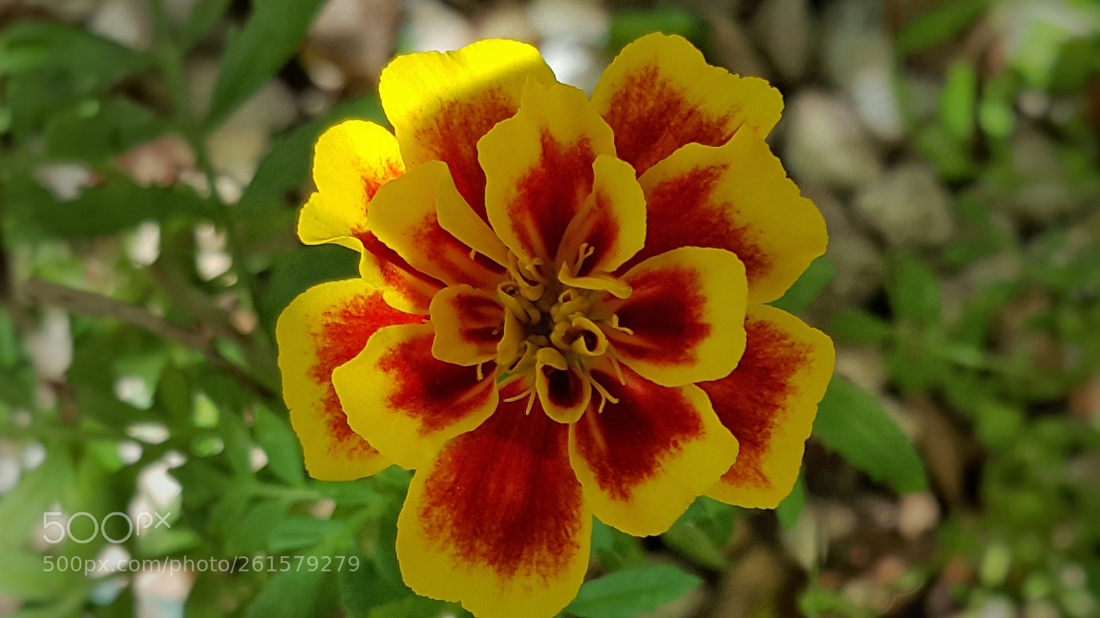 Samsung Galaxy Note4 sample photo. Flor photography