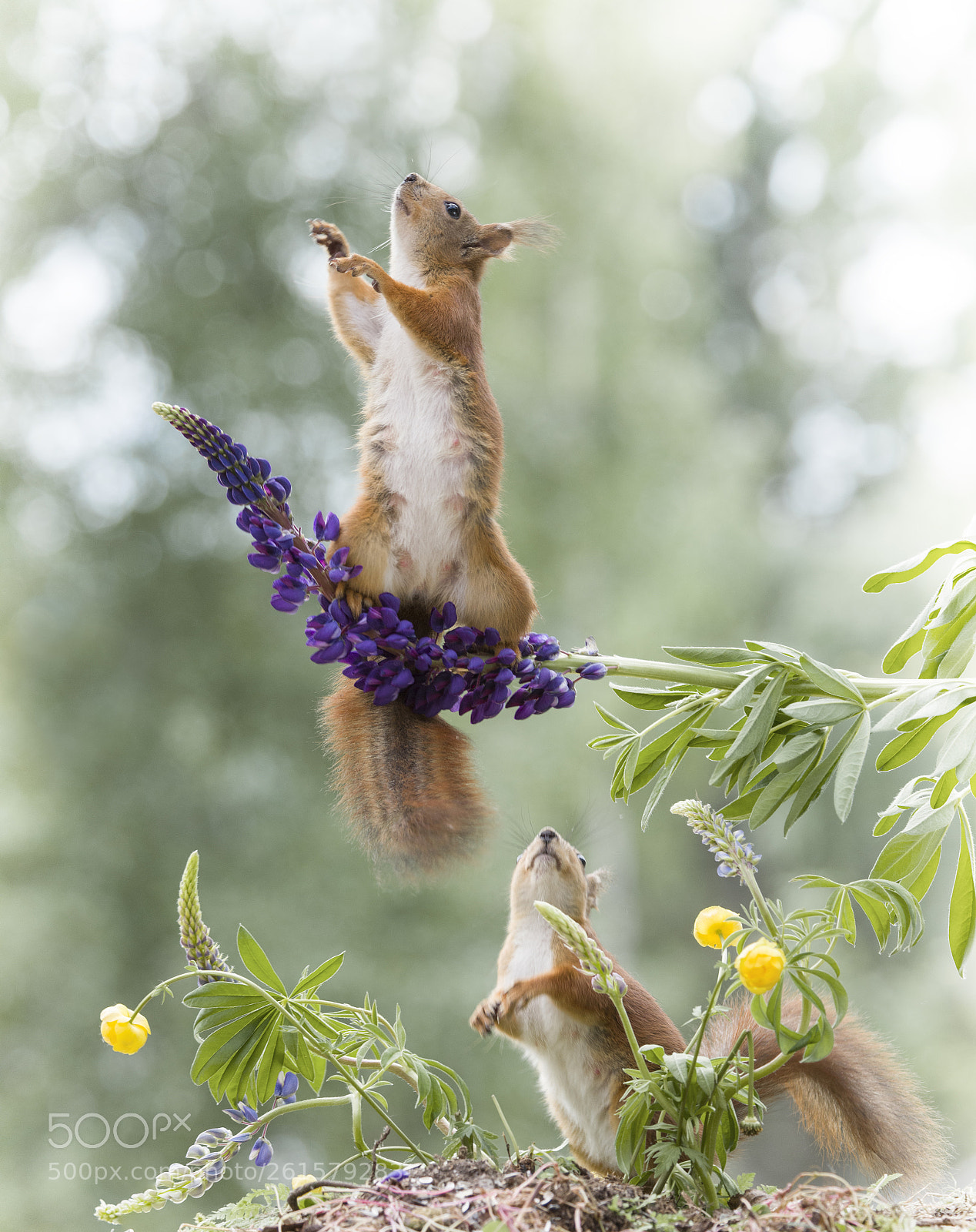 Nikon D810 sample photo. Red squirrels are looking photography