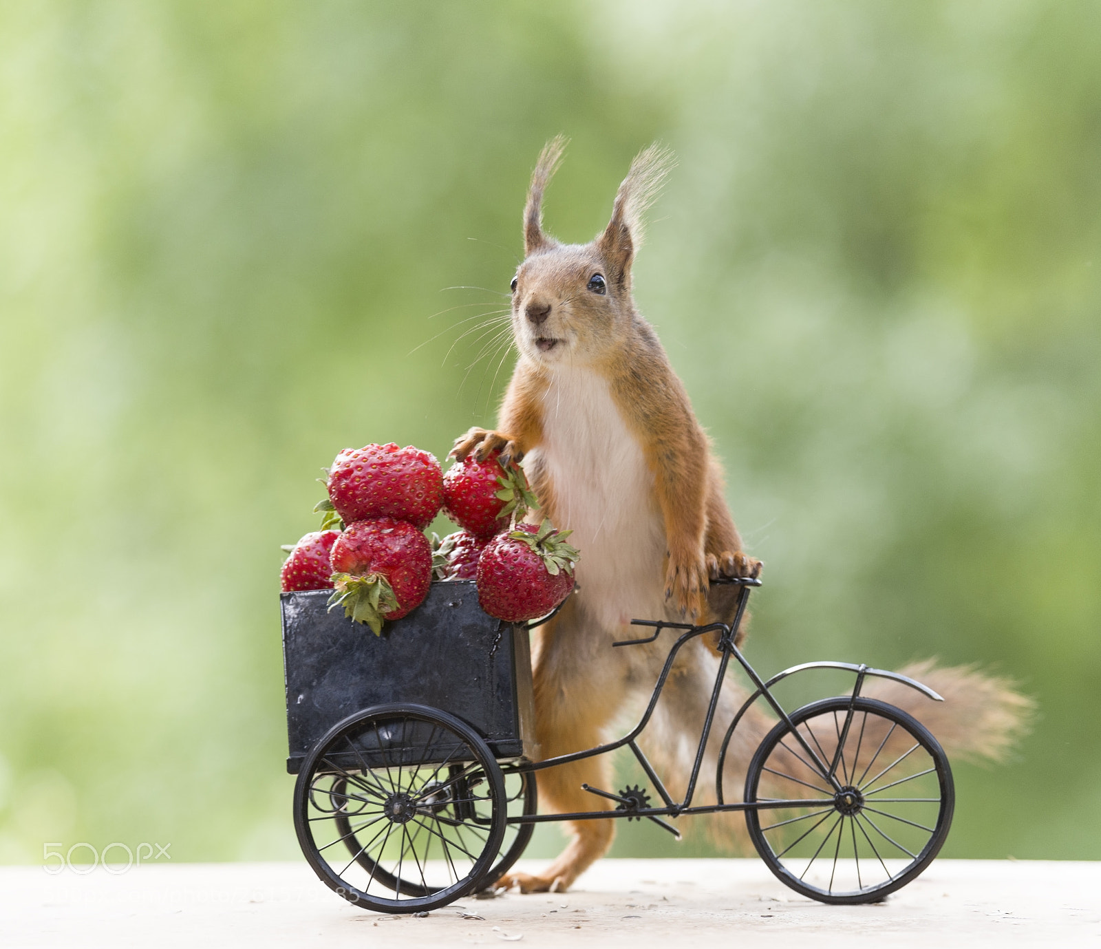 Nikon D810 sample photo. Red squirrel on a photography