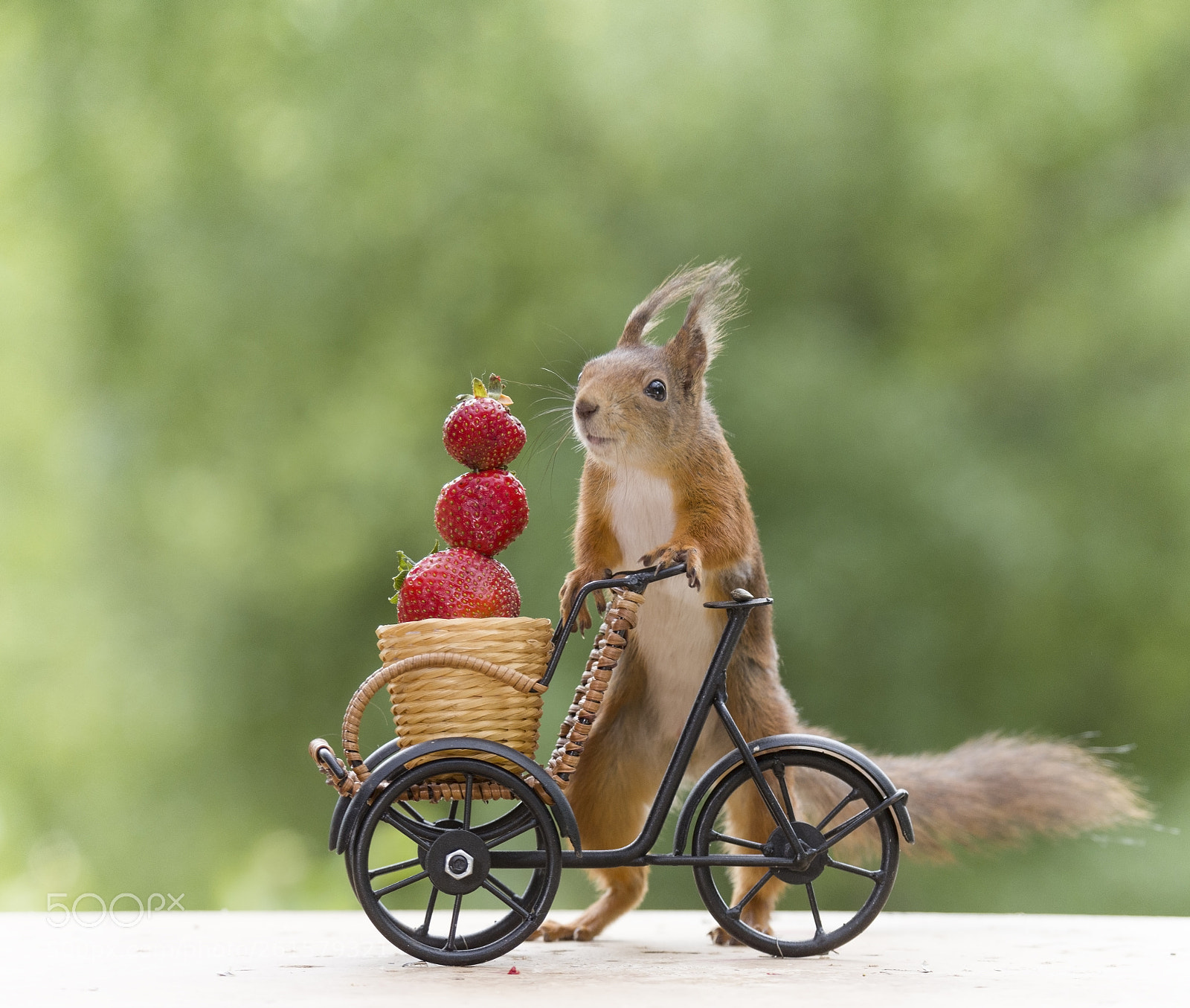 Nikon D810 sample photo. Red squirrel with a photography