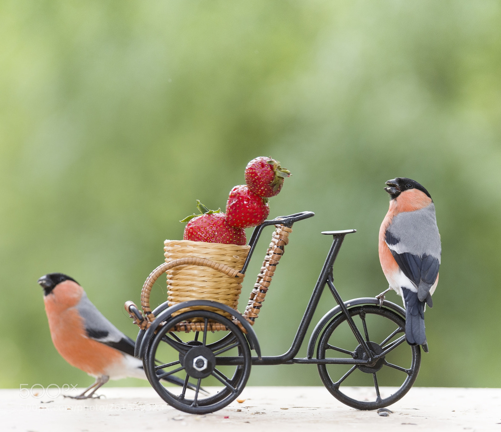Nikon D810 sample photo. Male bullfinch with strawberry photography