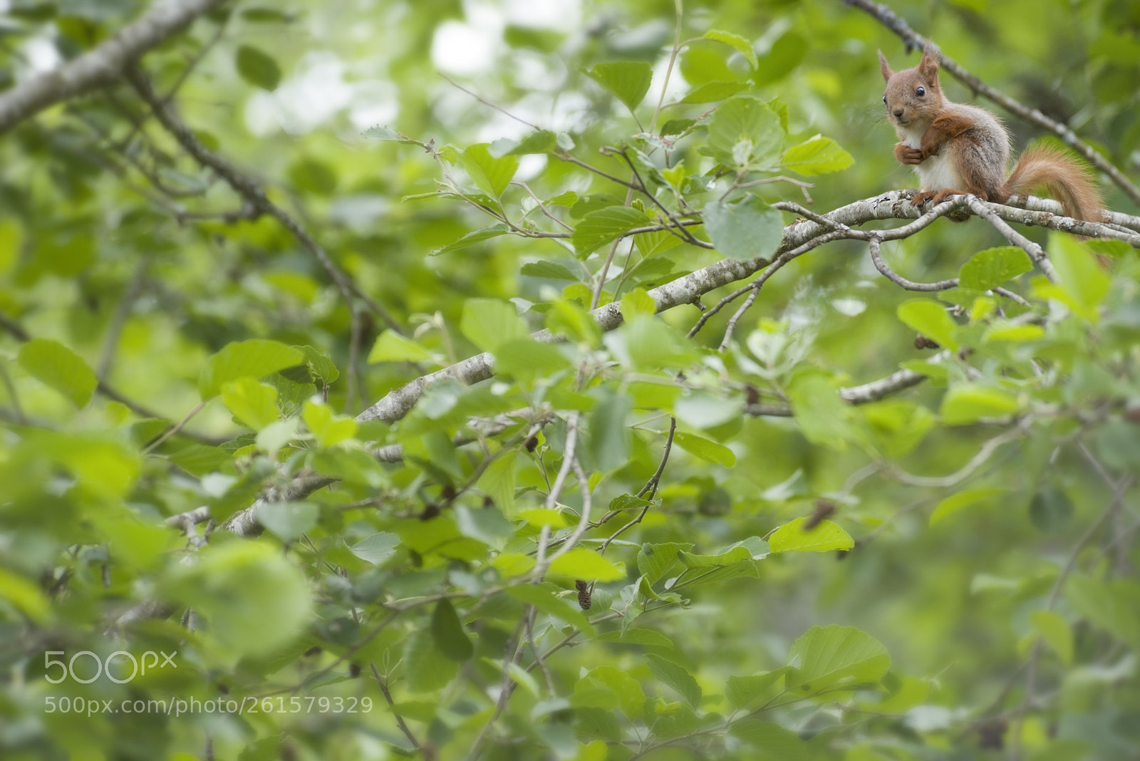 Nikon D810 sample photo. Young red squirrel is photography
