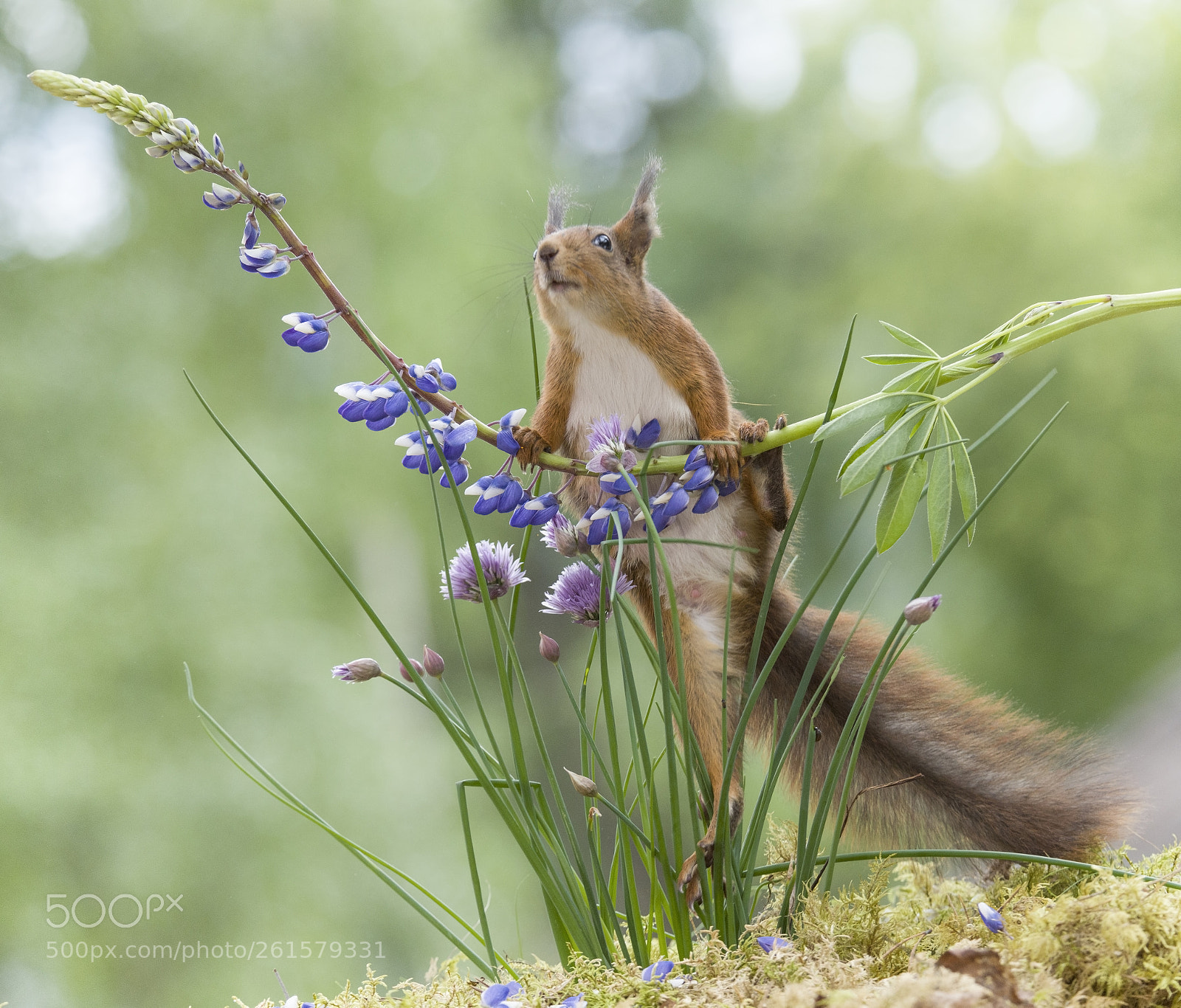 Nikon D810 sample photo. Red squirrel is climbing photography