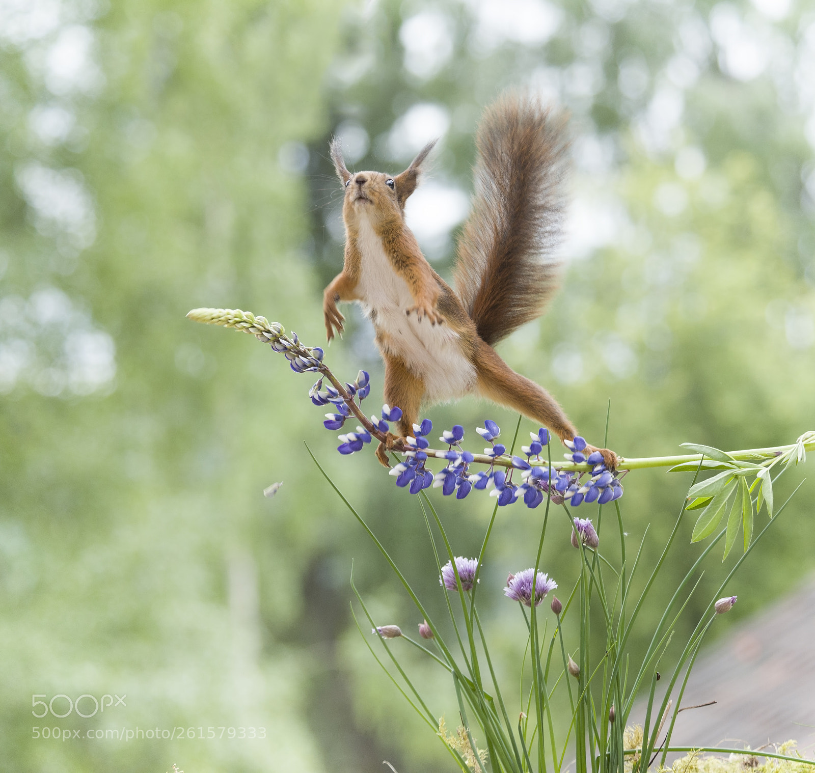 Nikon D810 sample photo. Red squirrel is jumping photography