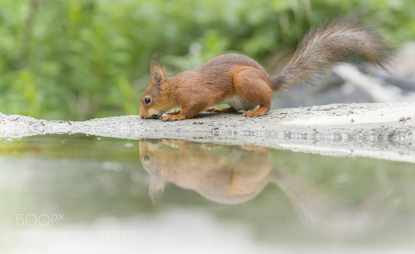 Nikon D810 sample photo. Red squirrel reflected in photography