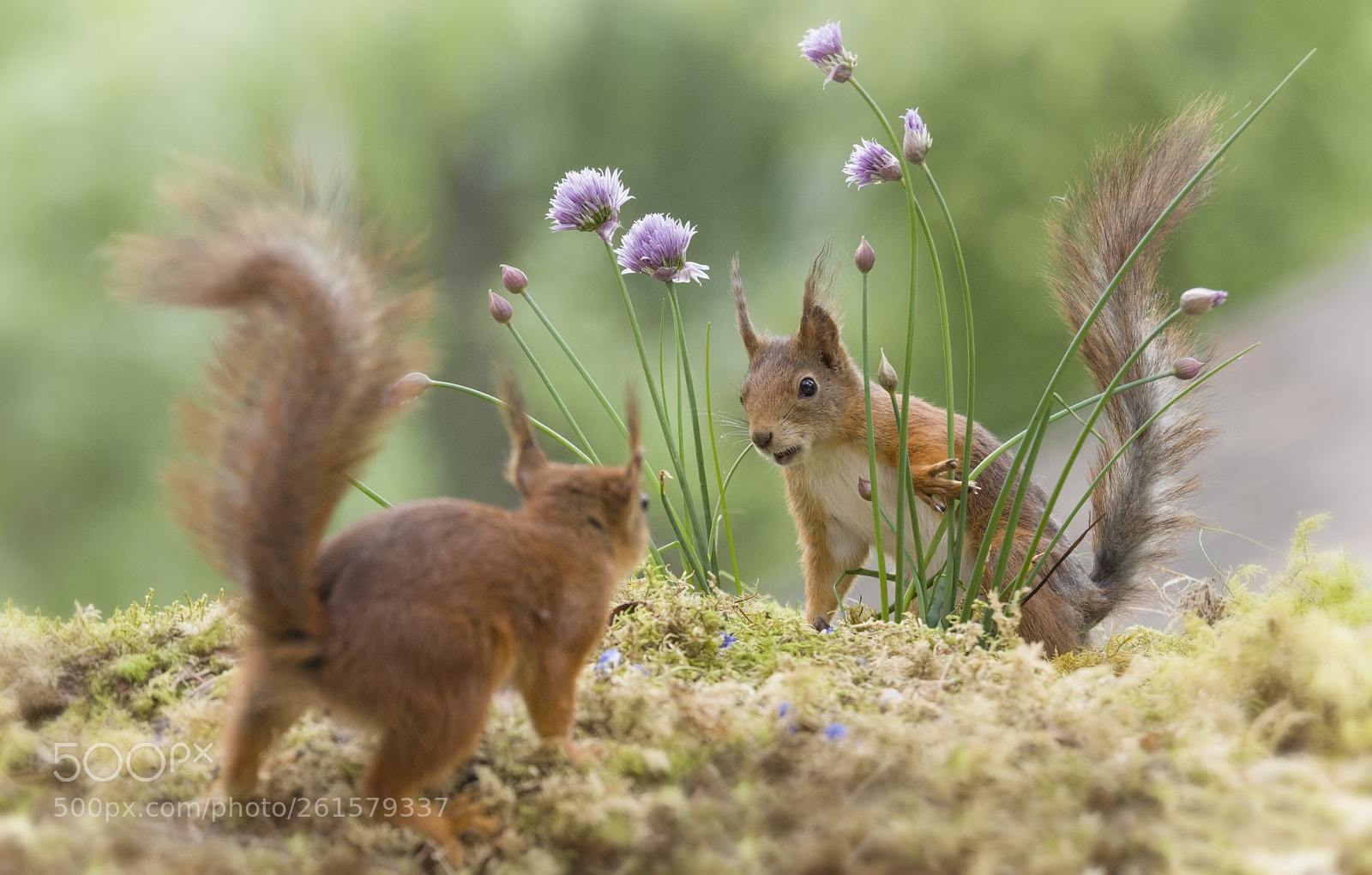 Nikon D810 sample photo. Red squirrels are between photography