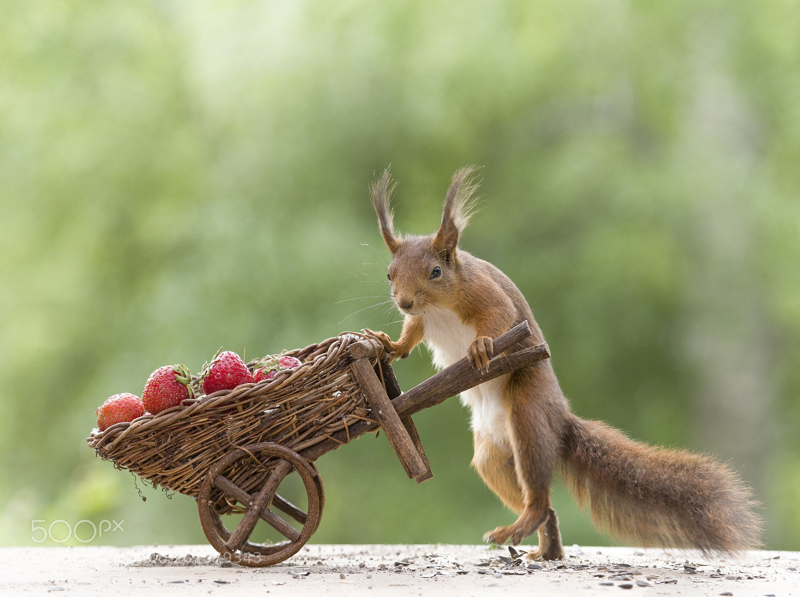Nikon D810 sample photo. Red squirrel and a photography