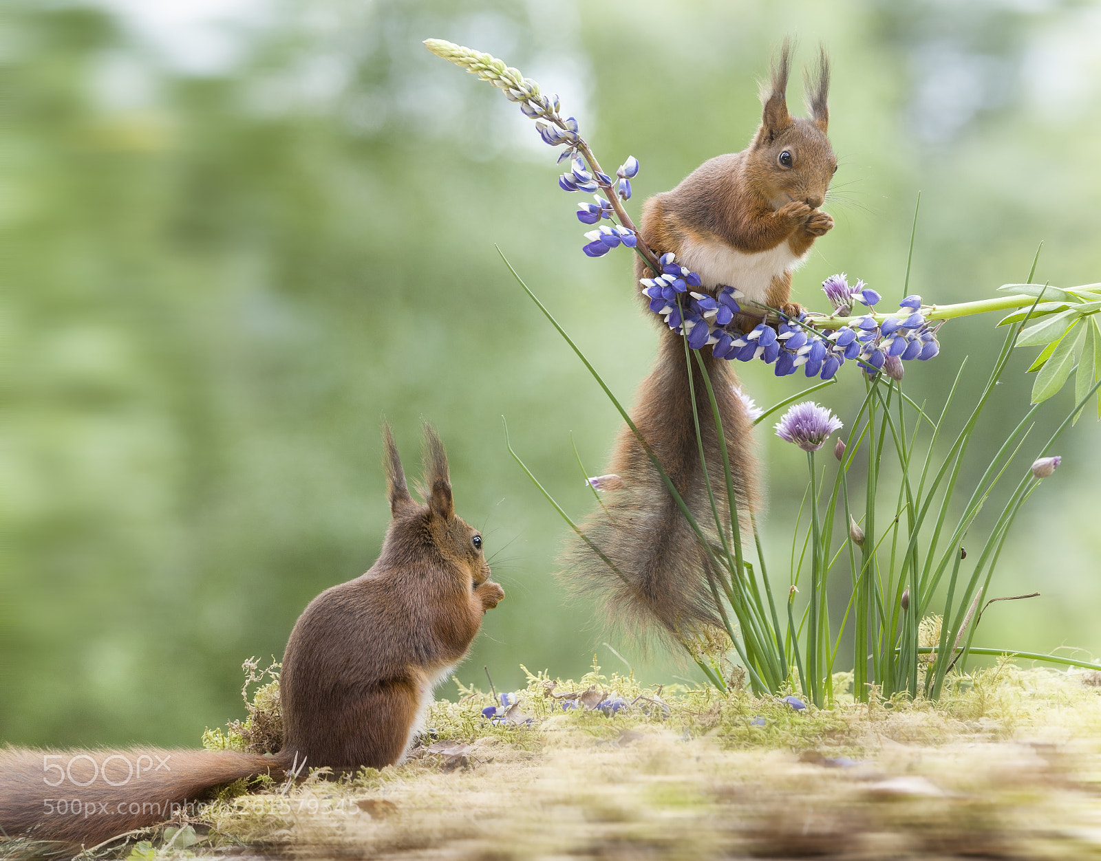 Nikon D810 sample photo. Red squirrels with chive photography