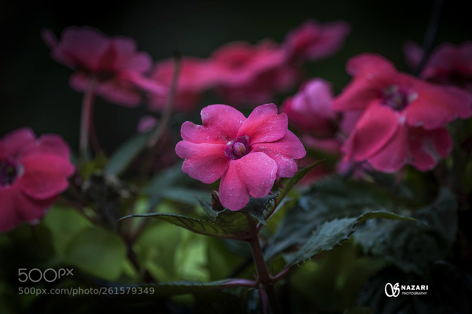Canon EOS 7D Mark II sample photo. Pinky photography