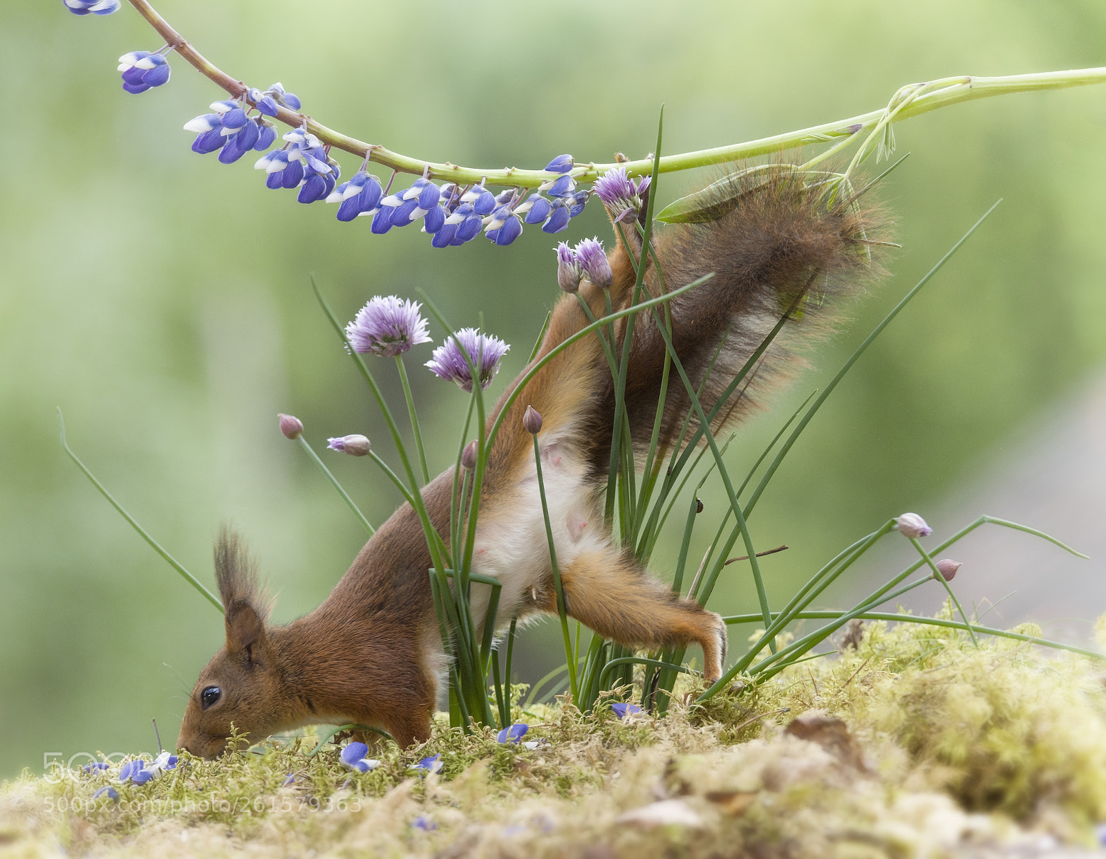 Nikon D810 sample photo. Red squirrel is climbing photography