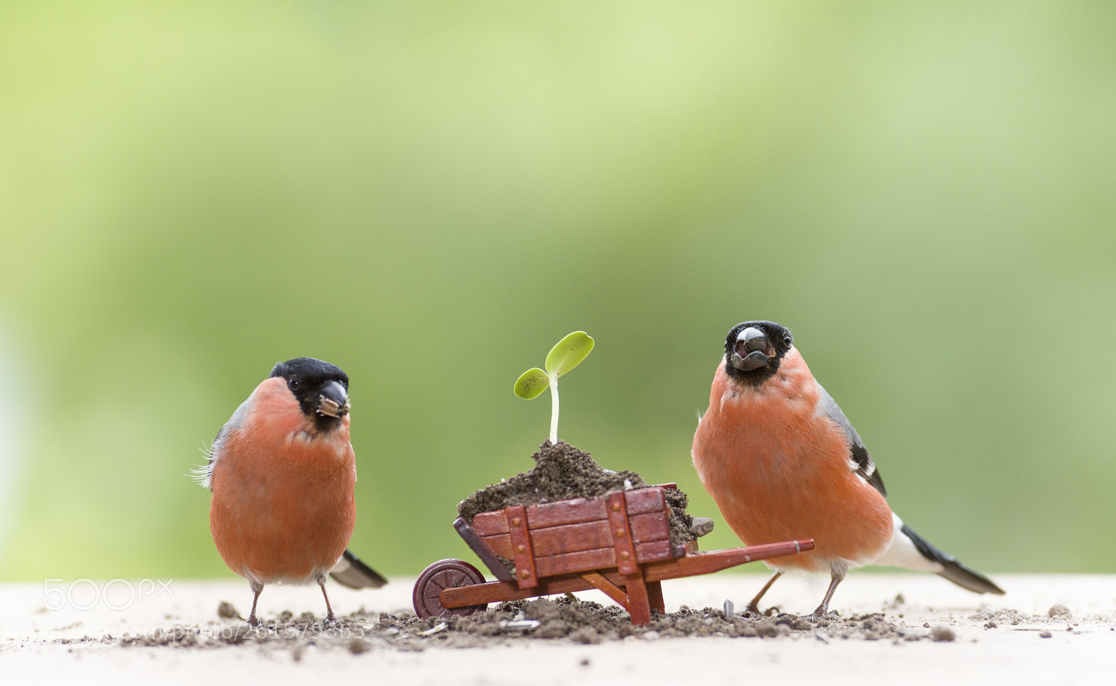 Nikon D810 sample photo. Bullfinch with a wheelbarrow photography