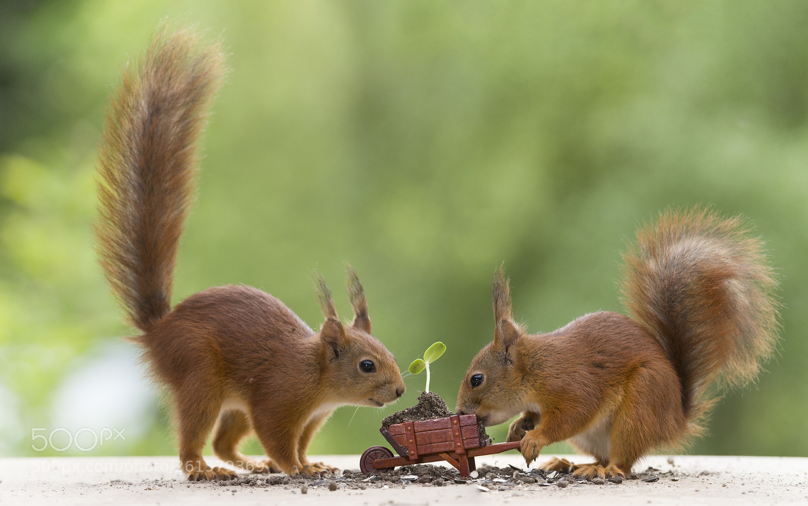 Nikon D810 sample photo. Red squirrels with a photography