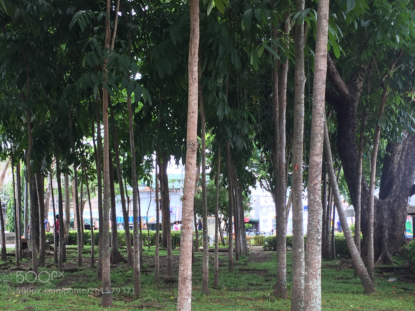 Apple iPhone 6 sample photo. Trees photography