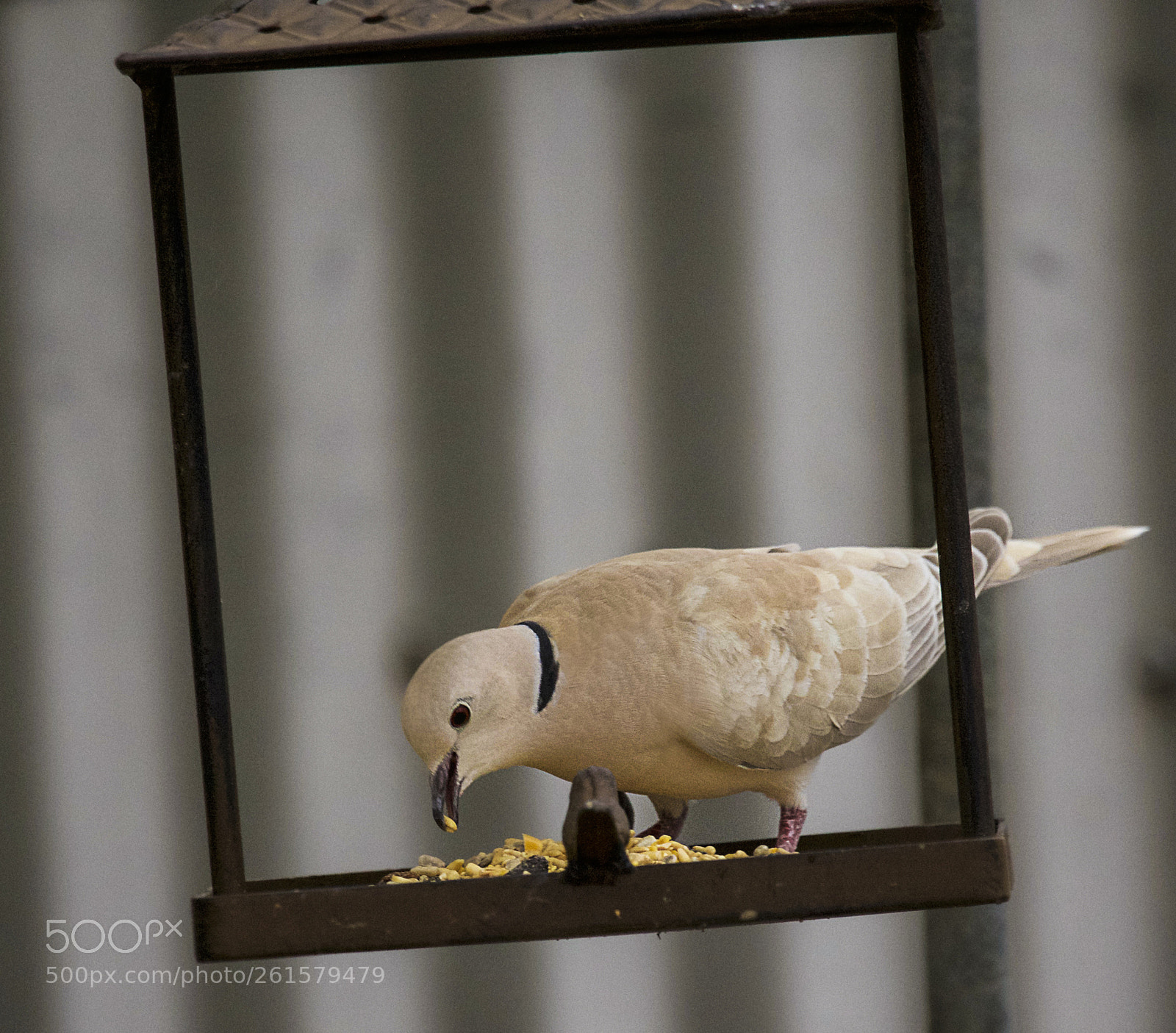 Canon EOS 5D Mark II sample photo. Barbary dove photography