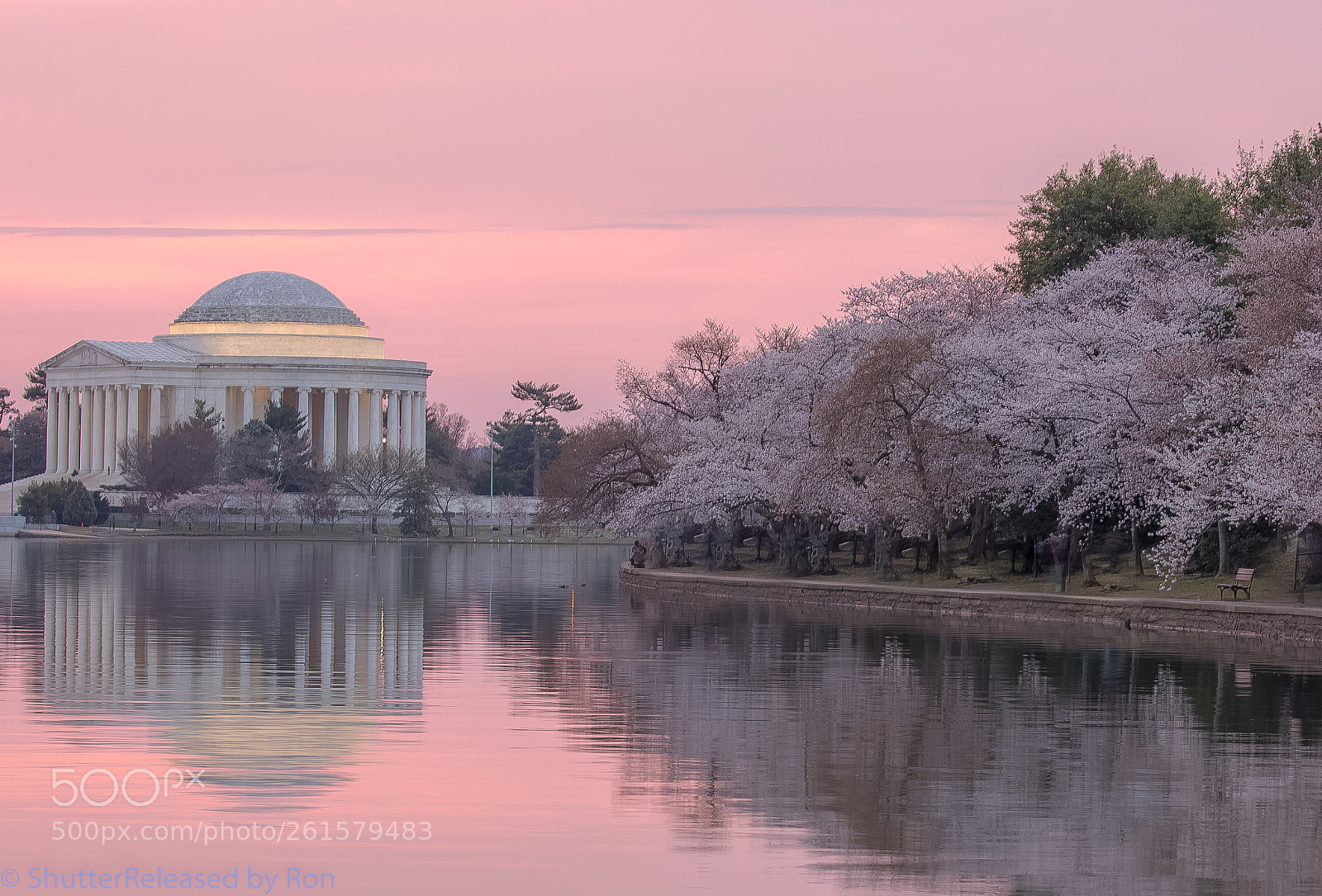 Canon EOS 5D Mark IV sample photo. Sakura flood photography