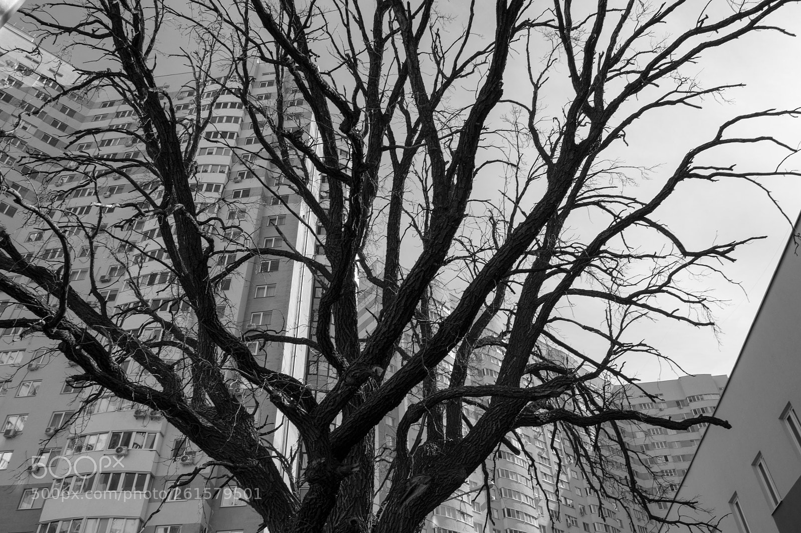 Nikon D3100 sample photo. Tree photography