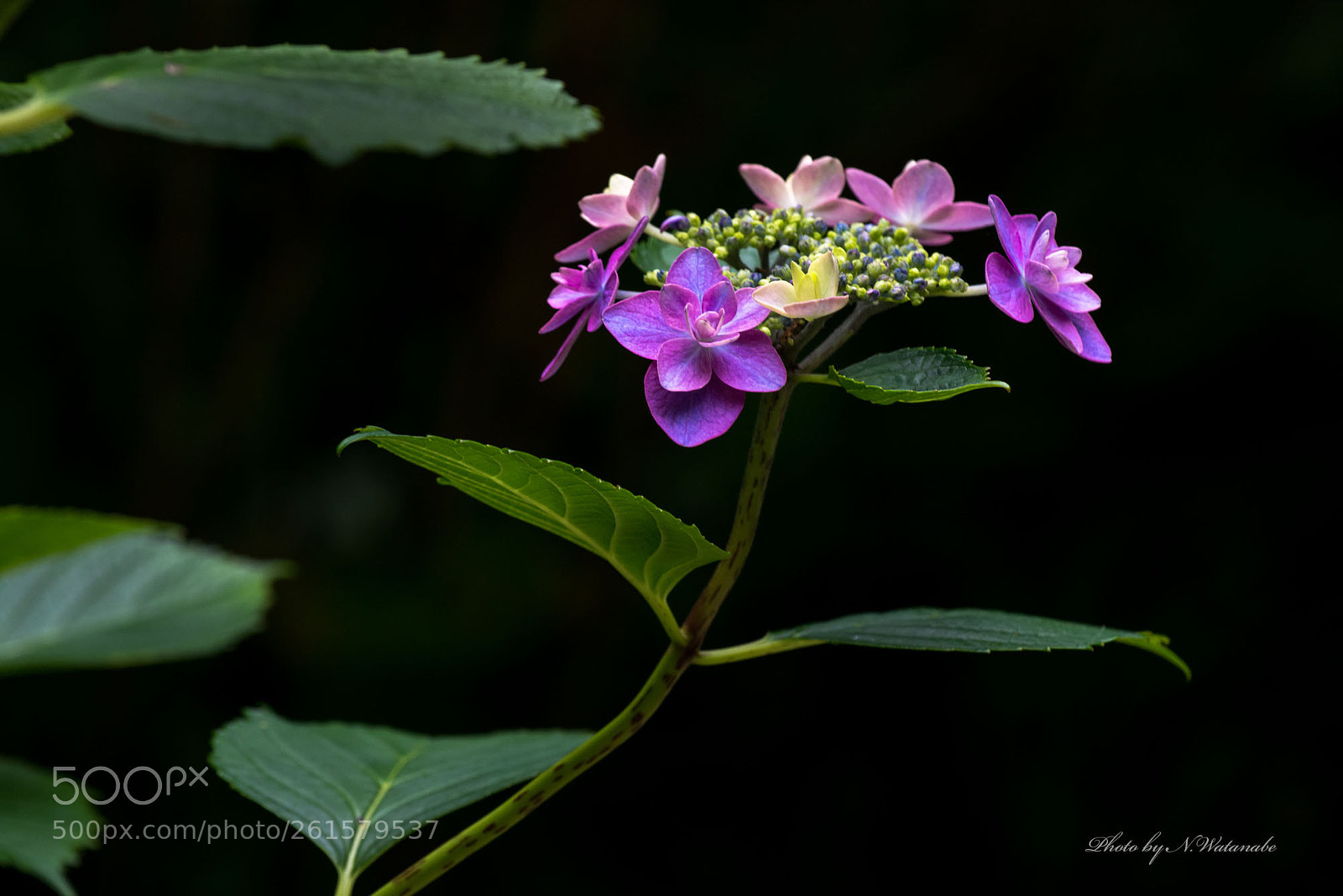 Nikon D800 sample photo. 紫陽花 //hydrangea// photography