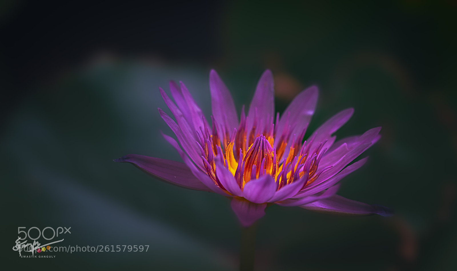 Nikon D750 sample photo. Lotus! photography