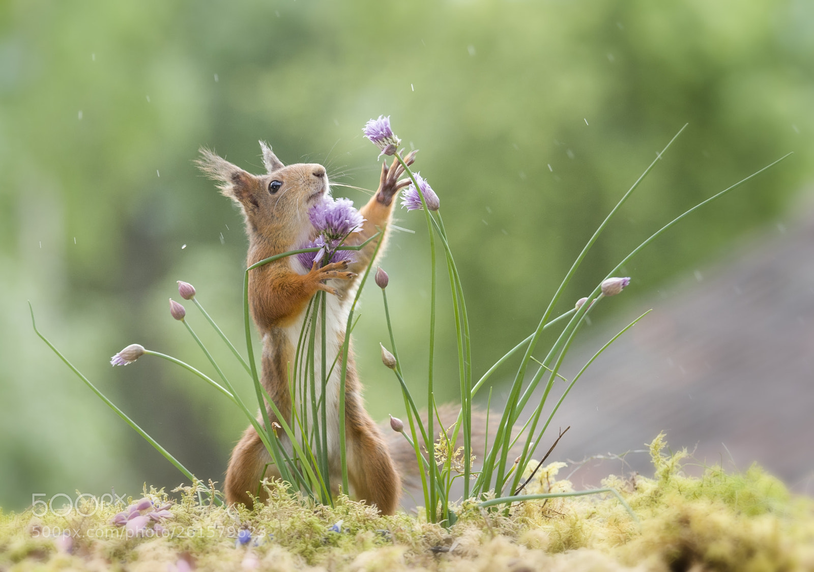Nikon D810 sample photo. Red squirrel is grabbing photography