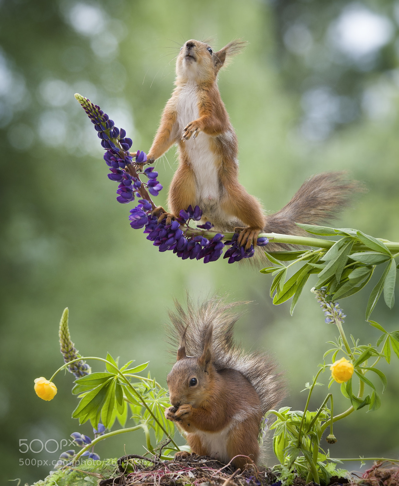 Nikon D810 sample photo. Red squirrels are under photography