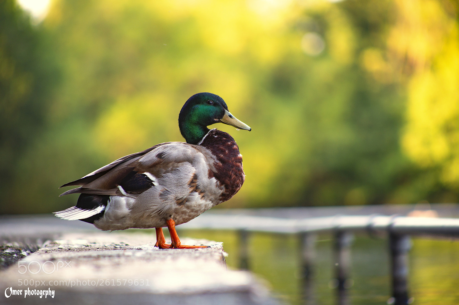 Canon EOS 6D sample photo. Relax photography