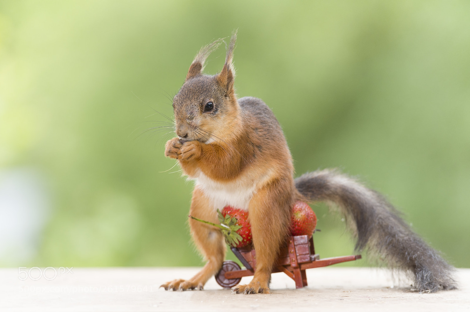 Nikon D810 sample photo. Red squirrel on a photography
