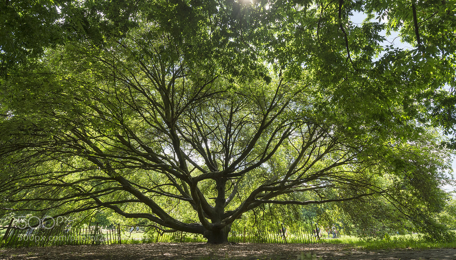 Nikon D7100 sample photo. The tree photography