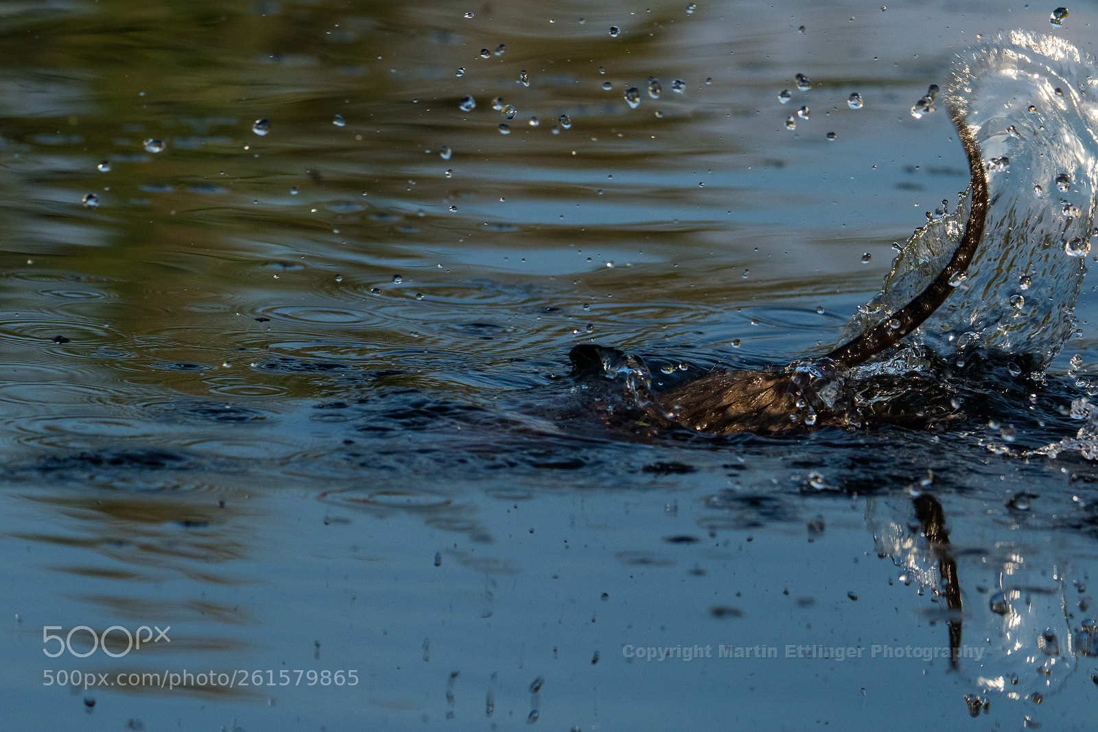 Canon EOS 7D Mark II sample photo. Nutria myocastor coypus dive photography