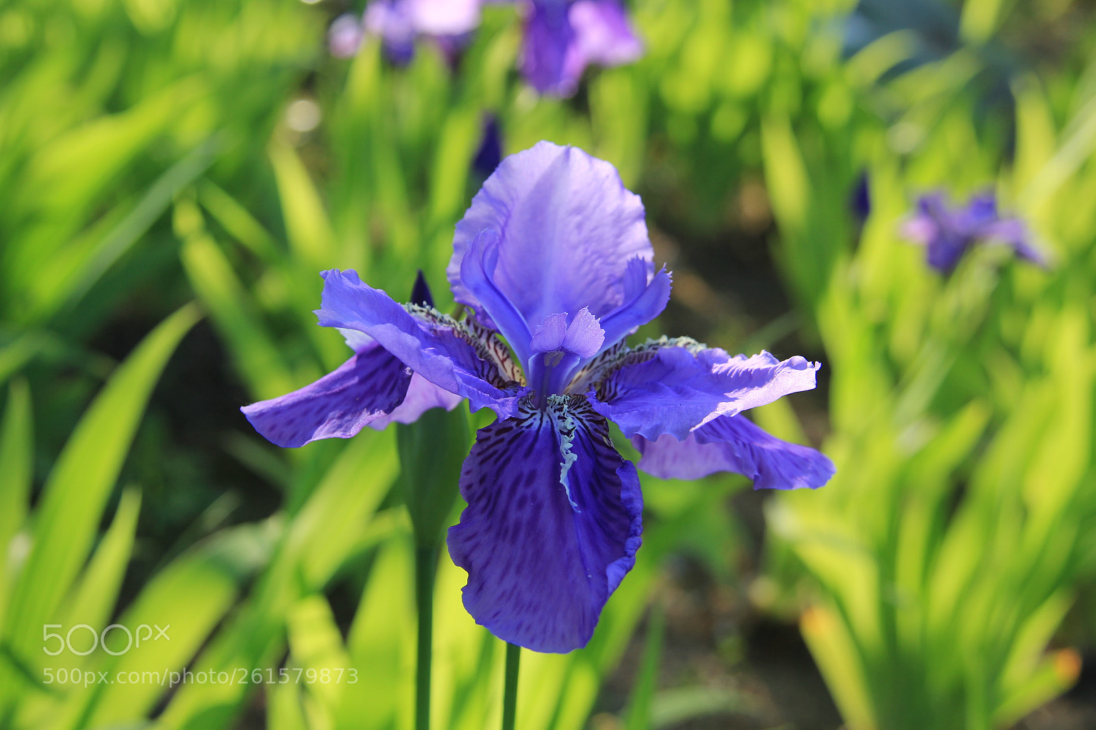 Canon EF-S 18-200mm F3.5-5.6 IS sample photo. 鸢尾 photography