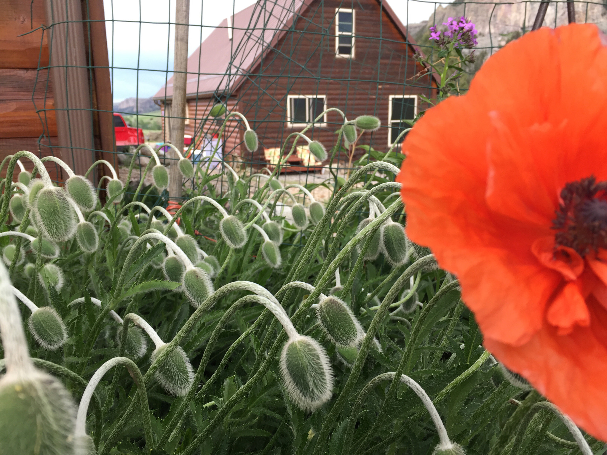 Apple iPhone 6 Plus sample photo
