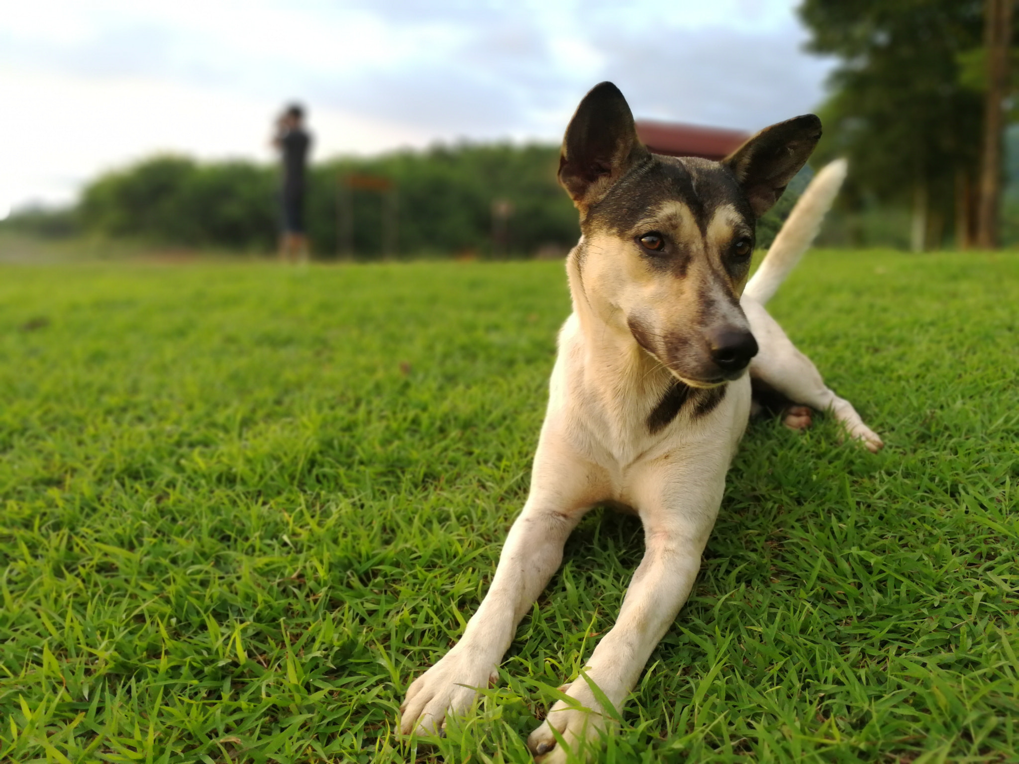 HUAWEI Mate 9 sample photo
